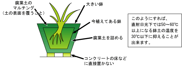 季節のお手入れのポイント 7 8月 季節のお手入れのポイント 公益財団法人 日本ばら会