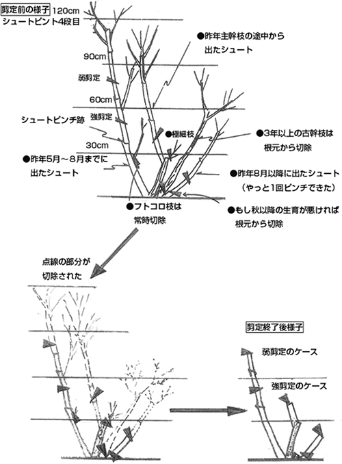 季節のお手入れのポイント 2 4月 季節のお手入れのポイント 公益財団法人 日本ばら会